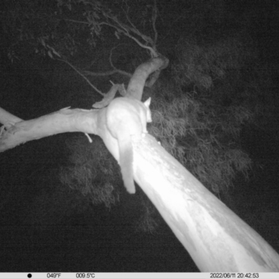 Trichosurus vulpecula (Common Brushtail Possum) at Thurgoona, NSW - 11 Jun 2022 by ChrisAllen