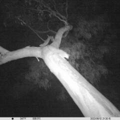 Petaurus norfolcensis (Squirrel Glider) at Thurgoona, NSW - 12 Jun 2022 by ChrisAllen