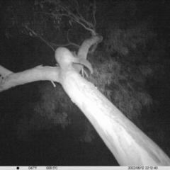 Trichosurus vulpecula (Common Brushtail Possum) at Thurgoona, NSW - 12 Jun 2022 by ChrisAllen