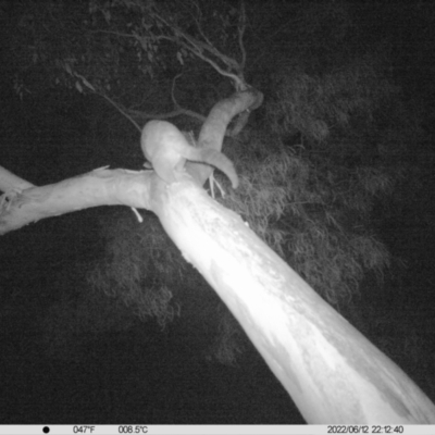 Trichosurus vulpecula (Common Brushtail Possum) at Thurgoona, NSW - 12 Jun 2022 by ChrisAllen