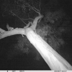 Petaurus norfolcensis (Squirrel Glider) at Thurgoona, NSW - 17 Jun 2022 by ChrisAllen