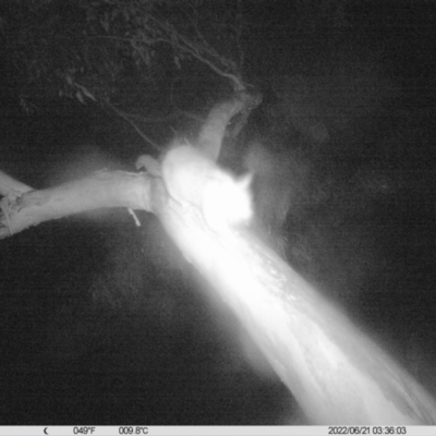 Trichosurus vulpecula (Common Brushtail Possum) at Thurgoona, NSW - 20 Jun 2022 by ChrisAllen