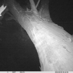 Petaurus norfolcensis (Squirrel Glider) at Table Top, NSW - 28 May 2022 by ChrisAllen