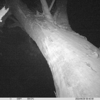 Petaurus norfolcensis (Squirrel Glider) at Table Top, NSW - 28 May 2022 by ChrisAllen