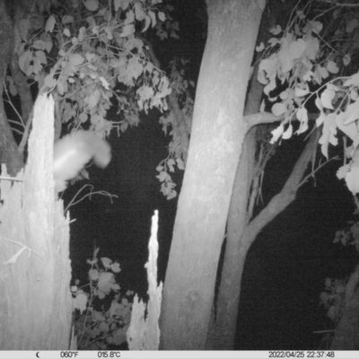 Petaurus norfolcensis (Squirrel Glider) at Wirlinga, NSW - 25 Apr 2022 by ChrisAllen