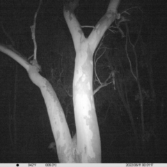 Petaurus norfolcensis (Squirrel Glider) at Table Top, NSW - 10 Jun 2022 by ChrisAllen