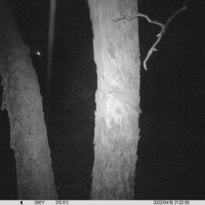 Petaurus norfolcensis (Squirrel Glider) at Table Top, NSW - 19 Apr 2022 by ChrisAllen