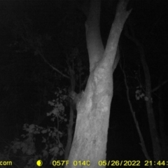 Petaurus norfolcensis (Squirrel Glider) at Ettamogah, NSW - 26 May 2022 by ChrisAllen