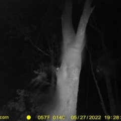 Petaurus norfolcensis (Squirrel Glider) at Ettamogah, NSW - 27 May 2022 by ChrisAllen