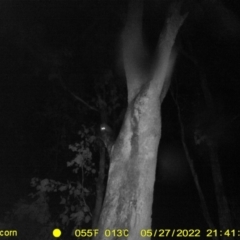 Petaurus norfolcensis (Squirrel Glider) at Ettamogah, NSW - 27 May 2022 by ChrisAllen