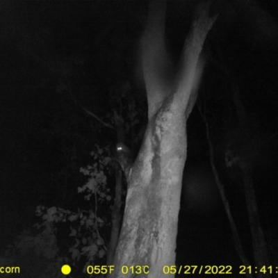 Petaurus norfolcensis (Squirrel Glider) at Ettamogah, NSW - 27 May 2022 by ChrisAllen