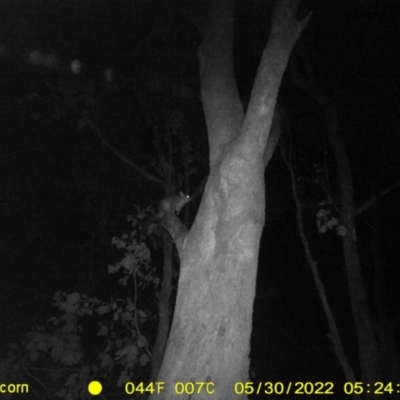 Trichosurus vulpecula (Common Brushtail Possum) at Ettamogah, NSW - 30 May 2022 by ChrisAllen
