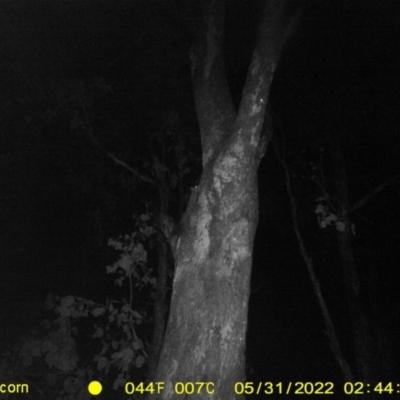 Petaurus norfolcensis (Squirrel Glider) at Ettamogah, NSW - 30 May 2022 by ChrisAllen
