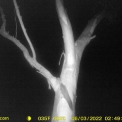 Petaurus norfolcensis (Squirrel Glider) at Thurgoona, NSW - 2 Jun 2022 by ChrisAllen
