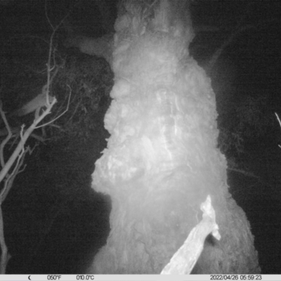 Petaurus norfolcensis (Squirrel Glider) at Table Top, NSW - 26 Apr 2022 by ChrisAllen