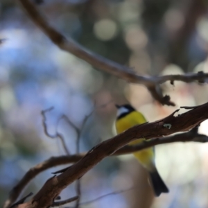 Pachycephala pectoralis at Cook, ACT - 2 Aug 2022