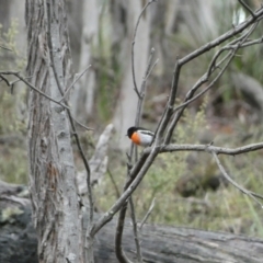 Petroica boodang (Scarlet Robin) at Mount Jerrabomberra - 3 Aug 2022 by SteveBorkowskis