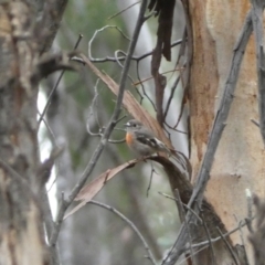 Petroica boodang at Karabar, NSW - 3 Aug 2022 02:29 PM