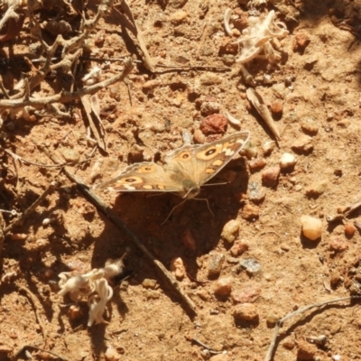 Junonia villida (Meadow Argus) at Desert Springs, NT - 29 Jul 2022 by SimoneC