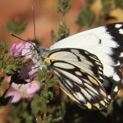 Belenois java (Caper White) at Alice Springs, NT - 29 Jul 2022 by SimoneC