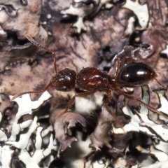 Formicidae (family) (Unidentified ant) at Tennent, ACT - 2 Aug 2022 by TimL