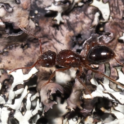 Formicidae (family) (Unidentified ant) at Tennent, ACT - 2 Aug 2022 by TimL