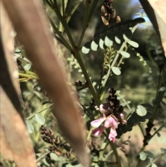 Indigofera adesmiifolia (Tick Indigo) at Garran, ACT - 29 Jul 2022 by Tapirlord