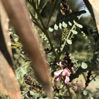 Indigofera adesmiifolia (Tick Indigo) at Federal Golf Course - 29 Jul 2022 by Tapirlord