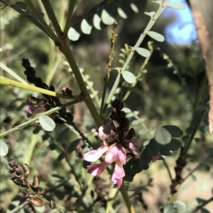 Indigofera adesmiifolia at Garran, ACT - 29 Jul 2022 03:04 PM