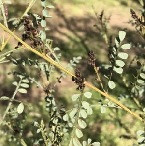 Indigofera adesmiifolia at Garran, ACT - 29 Jul 2022 03:04 PM