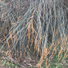 Allocasuarina verticillata at Red Hill, ACT - 29 Jul 2022 02:15 PM