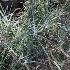 Senecio quadridentatus (Cotton Fireweed) at Red Hill, ACT - 29 Jul 2022 by Tapirlord