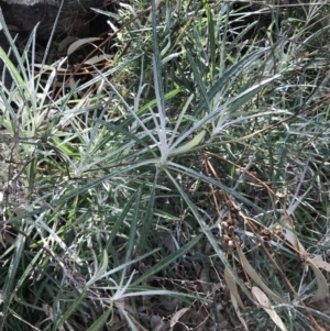 Senecio quadridentatus at Red Hill, ACT - 29 Jul 2022