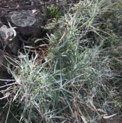 Senecio quadridentatus at Red Hill, ACT - 29 Jul 2022