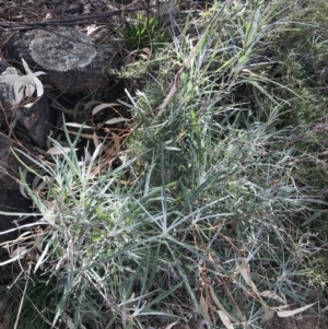 Senecio quadridentatus at Red Hill, ACT - 29 Jul 2022