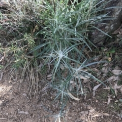 Senecio quadridentatus at Red Hill, ACT - 29 Jul 2022