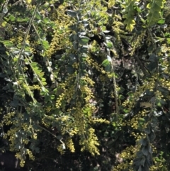 Acacia vestita (Hairy Wattle) at Red Hill, ACT - 29 Jul 2022 by Tapirlord