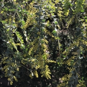 Acacia vestita at Red Hill, ACT - 29 Jul 2022 02:00 PM