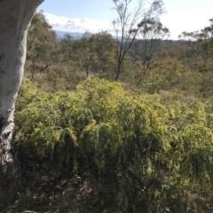 Acacia vestita at Red Hill, ACT - 29 Jul 2022 02:00 PM