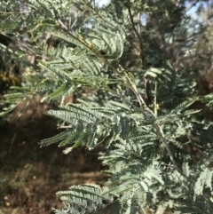 Acacia dealbata subsp. dealbata (Silver Wattle) at Red Hill, ACT - 29 Jul 2022 by Tapirlord