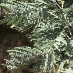 Acacia dealbata subsp. dealbata at Red Hill, ACT - 29 Jul 2022