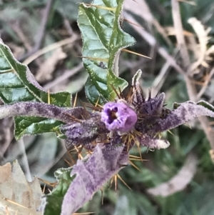 Solanum cinereum at Garran, ACT - 29 Jul 2022 01:35 PM