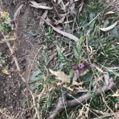 Solanum cinereum at Garran, ACT - 29 Jul 2022 01:35 PM