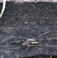 Megalopsalis (genus) (A Neopilionid harvestmen) at Garran, ACT - 29 Jul 2022 by Tapirlord