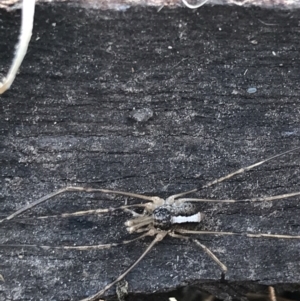 Opiliones (order) at Garran, ACT - 29 Jul 2022