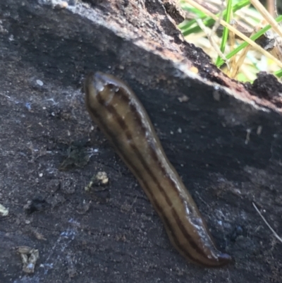 Anzoplana trilineata (A Flatworm) at Garran, ACT - 29 Jul 2022 by Tapirlord