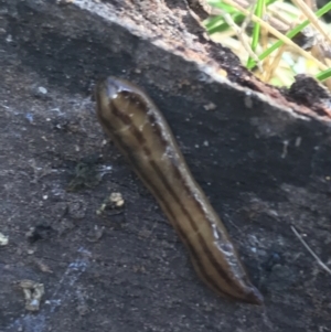 Anzoplana trilineata at Garran, ACT - 29 Jul 2022