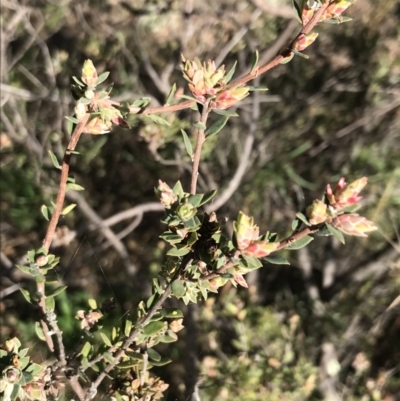 Brachyloma daphnoides (Daphne Heath) at Garran, ACT - 29 Jul 2022 by Tapirlord