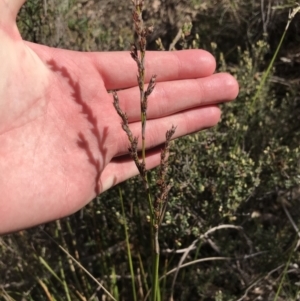 Lepidosperma laterale at Garran, ACT - 29 Jul 2022