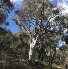 Eucalyptus rossii (Inland Scribbly Gum) at Garran, ACT - 29 Jul 2022 by Tapirlord